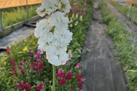 A white flower with greenhouse in background.