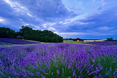 Image of our flowing lavender fields with our venue space and one of our treehouses in the background