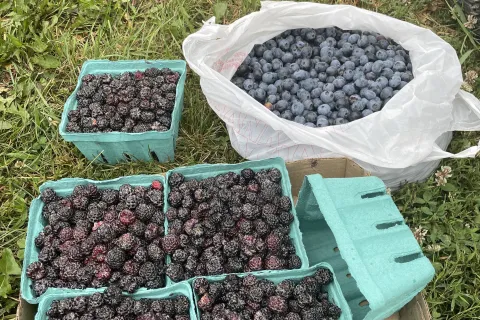 one of the many berry crops available- black raspberry late June-July