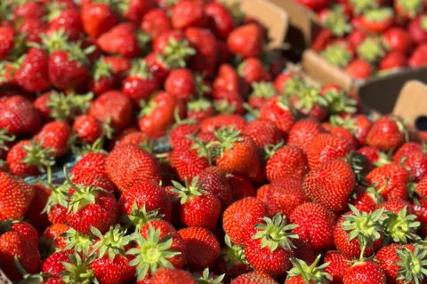 Boxes of ripe strawberries.