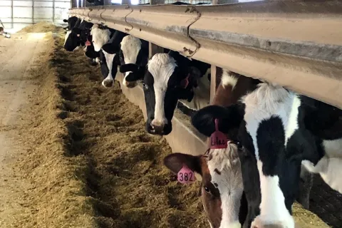 cows at feedbunk