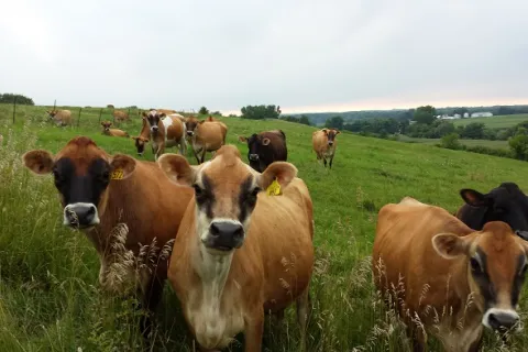 Jersey Dairy Cows on pasture