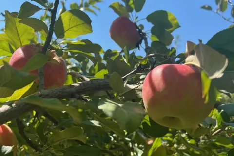 Apples at Otter Creek Orchard 