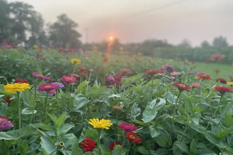 Sunset over the gardens