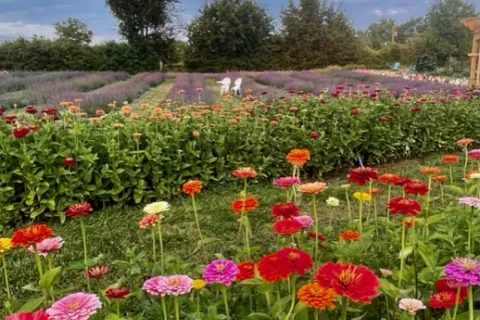 Flowers at Jester Hill