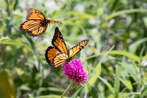 Monarchs