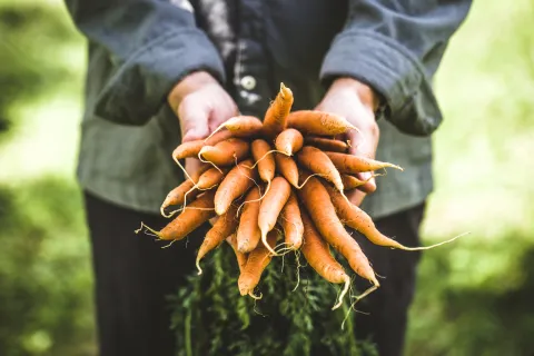 Person holding carrots.